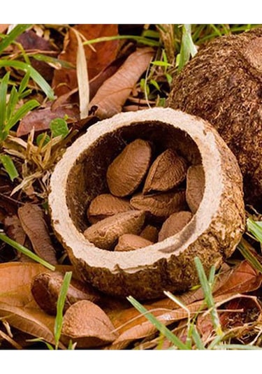 Organik Bitkim Brezilya Cevizi 1000 G