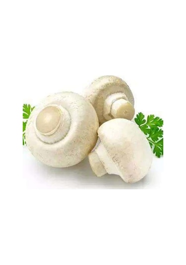 Dahil 2000 Adet KüLür Mantarı Tohumu