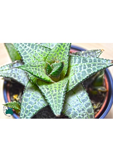 Haworthia Venosa 'Tessellata' (Sukulent) Ø5,5 CM Y0-10 CM