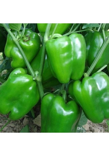 Dolma Biber Yetiştirme Seti