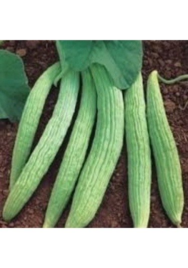 Geleneksel Tohumlar Doğal Turşuluk Sofralık Hita Acur Tohumu 20 Tohum