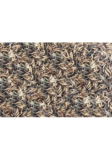 Morio Kurdu 100 Adet 2-3 CM Orta Boy Zophobas Morio