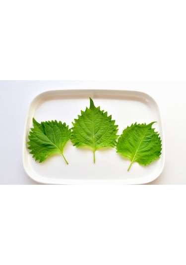 75+ Yeşil Biftek Otu Perilla Tohumu N112724