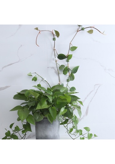 50pcs Bitki Tırmanma Duvarı Toka Asma Tracess Bitki Fixer Kendi Kendinden Yapışkan Kancalar Yeşil , Boyut:orta