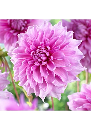 Dev Çiçekli Lavender Perfection Dahlia Yıldız Çiçeği Soğanı Yumrusu 1 Adet