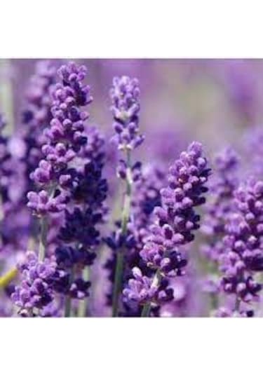 20 Adet Tohum Lavanta Çiçeği Tohum Mor Kokulu İngiliz Saksı Topra