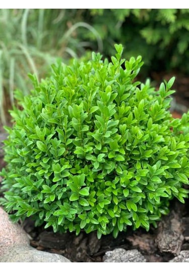 Peyzaj Bitkisi Şimşir Çalısı Buxus