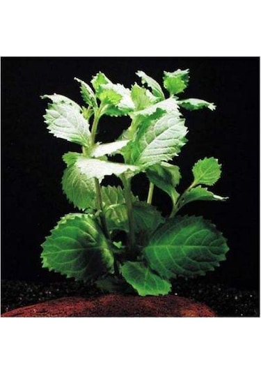 Hygrophila Difformis Çınar 4 Kök 8-10 Cm