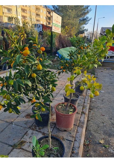 Saksılı Bodur Kumkat ( Kamkat ) Fidanı