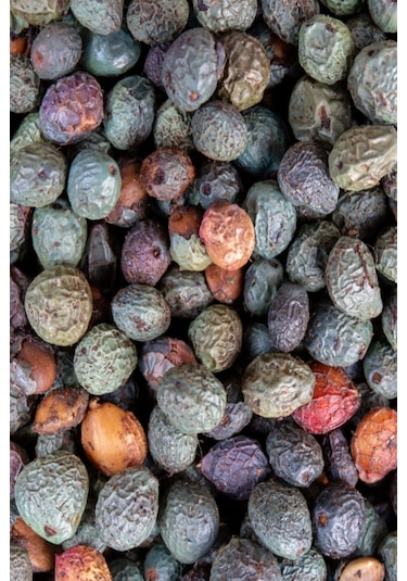 Menengiç Çitlembik Ağacı Fidanı 2 Yaş