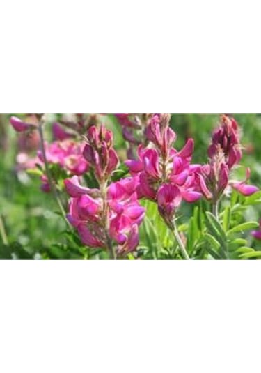 Korunga Tohumu Arı Otu Tohumu 1 Kg