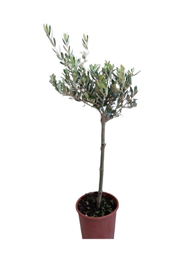 zeytin fidanı 50-70cm