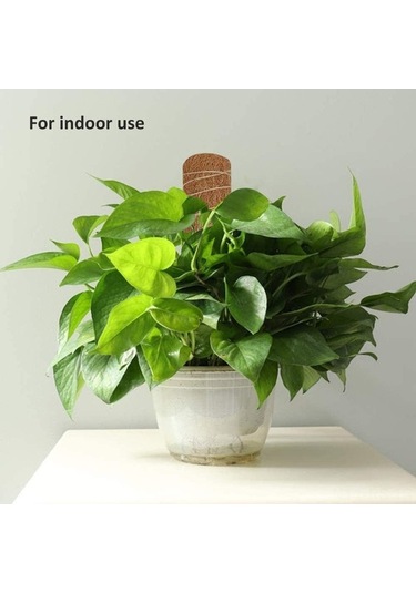 Diğer Tırmanan Pratik Lifli İçin Hindistan Destek Çubuğu Çözüm Cm Cevizi Bitkiler Bitki Adet 45 4 - Ol