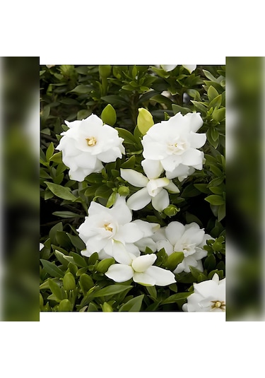 Gardenya 50-80 Cm 2-3 Yaş Yoğun Kokulu