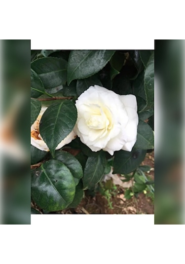 Kamelya Beyaz Katmerli 120-150 Cm Tüplü Fidan