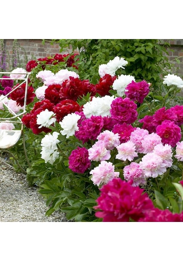 Peonies Festiva Maxima Mix Şakayık Çiçeği Yumrusu 3 Adet