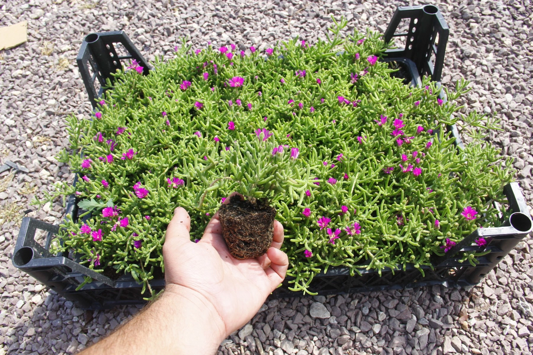 Mezar - Kabir Bitki Seti - 60 Adet 2 Çeşit Kalıcı Bitki Acem Hal