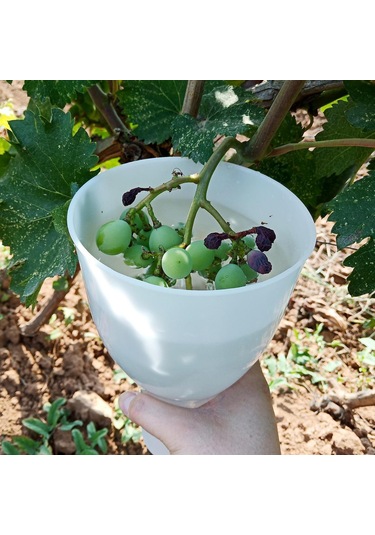 Homyl Üzüm Daldırma Fincanı 8.66x4.72 "aksesuarlar Meyve