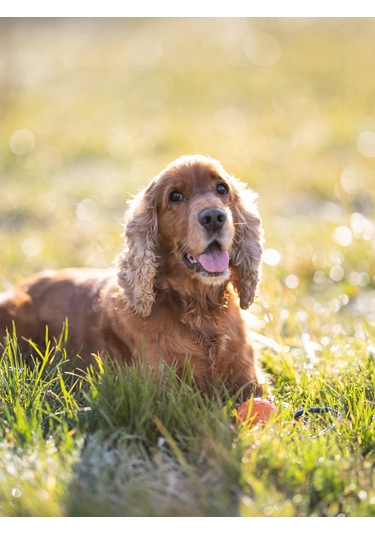 Armor Coat Köpek Bakım Spreyi Sandal Ağacı Kokulu 75 Ml