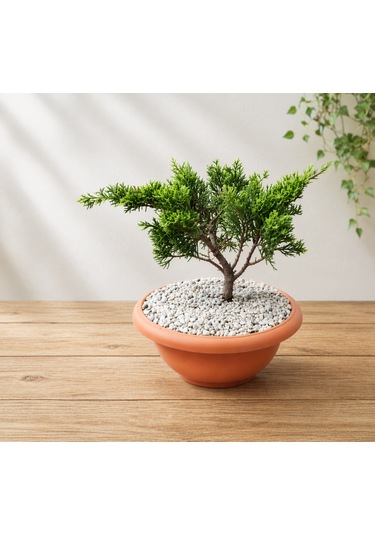 Bonsai Juniperus Ardıç 5 Yaşında