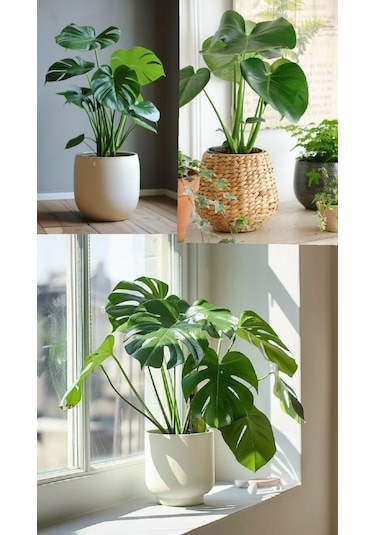 Deve Tabanı Monstera - Hediyelik Ev Ofis Bitkisi