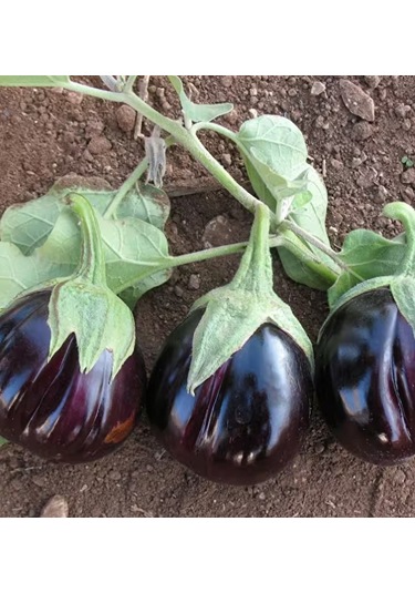 Bykurt Topan Patlıcan Tohumu - Siyah Mor Renkli, Verimli, Sofralık Ve Sanayiye Uygun Topan Patlıcan Tohumu