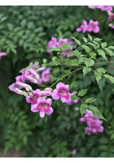 Pembe Acem Borusu Sarmaşığı Tohumu 5 Tohum