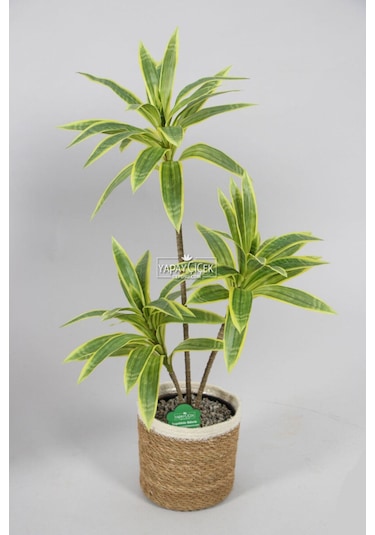 Yapay Ağac Dracena 3 Dallı Gerçek Dokulu 75 Cm Hasır Saksılı