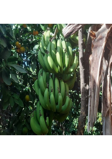 Dalından Yeşil Doğal Anamur Muzu 10 Kg