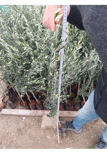 1,5 Yaşında Gemlik Trilye Zeytin Fidanı
