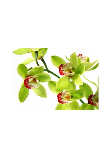 100 Adet Orkide Tohumu + 10 Adet Hollanda Gülü Tohumu N117041