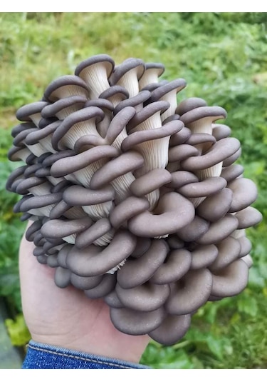 750 Adet Kavak Mantarı Tohumu, Ekim Poşeti Ve Kılavuz