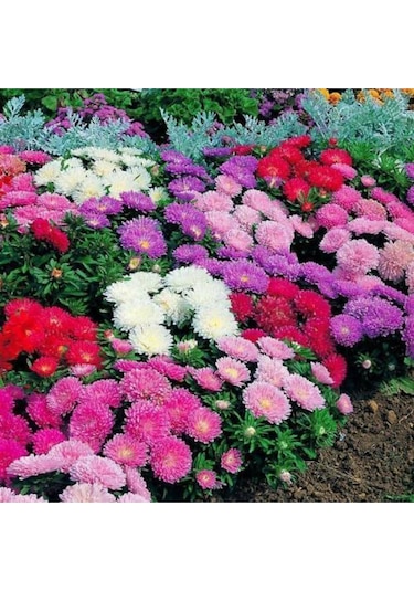 Tavuskuşu Papatyası Tohumu Karışık Tavus Kuşu Çiçeği Tohumu Yetiştirme Kiti