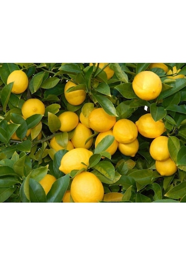Saksı Yetiştiriciliğine Uygun Yediveren Limon  Fidanı
