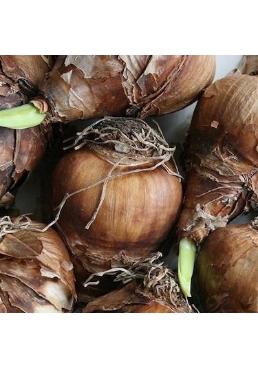 Özel Çeşit Beautiful Eyes Nergis Soğanı 3 Adet