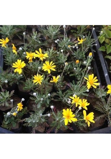 Çeşme Papatyası Sarı Renkli 20 40 Cm 1 Adet Saksılı Canlı Bitki Osteospermum