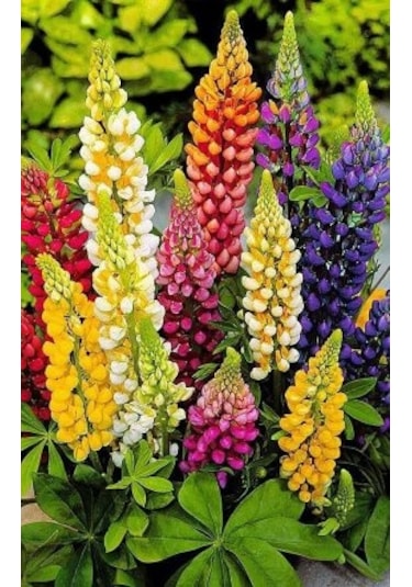 Acı Bakla Çiçeği Tohumu 5Adet