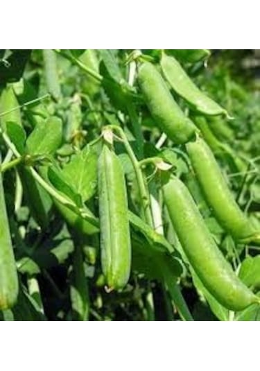 300 Adet Tohum Organik Geleneksel Bezelye Tohumu