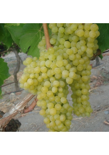 Sistemik Sıvı Bakır Plant-Cu 5 KG