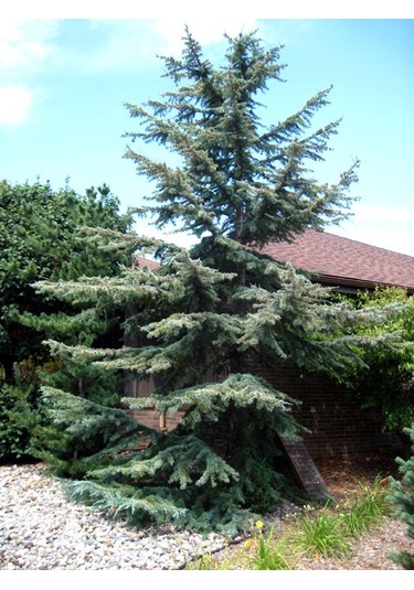 Bahçeniz İçin Himalaya Sedir Fidanı - Zarif Ve Güçlü 40-50 Cm