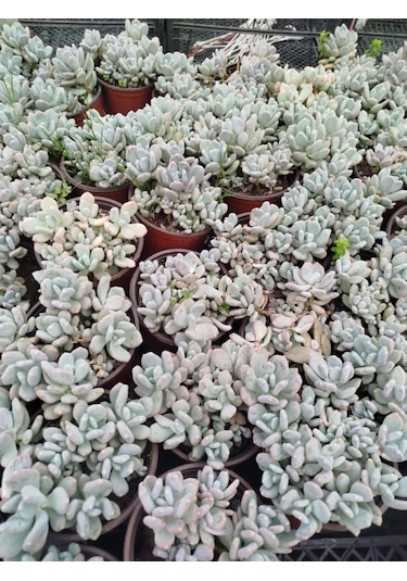 Pachyphytum Oviferum 3 Adet - Büyük Boy Yetişkin Sukulent