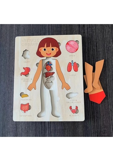 Willowhaven Kızlar İçin Eğitici İnsan Vücudu Yapbozu, Bilişsel Öğrenme Ve Sınıf Etkinlikleri