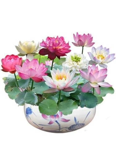 5 Adet Tohum Karışık Renkli Kase Lotus Çiçek Tohumu Organik Tohum