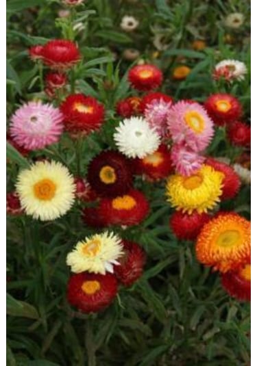 Kağıt Çiçeği Tohumu 24 Adet