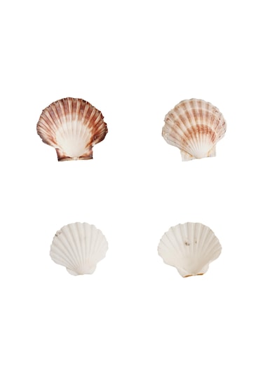 Doğal Dekoratif Deniz Kabuğu 10-12 CM 1 Adet