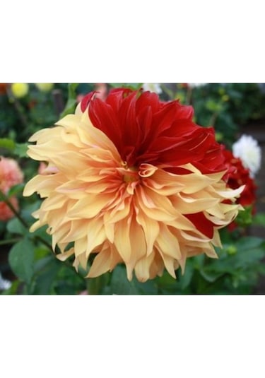 2 Adet Çift Renkli Yıldız Çiçeği Soğanı Dahlia