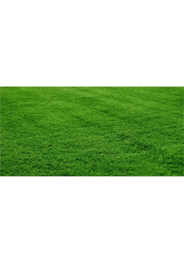 Agrobazaar Bermuda Çim Tohumu Uganda Çim Tohumu 1 Kg