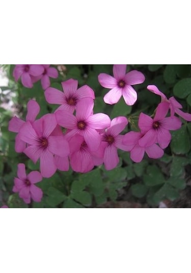 Süs Yoncası Tohumu 500+ Tohum