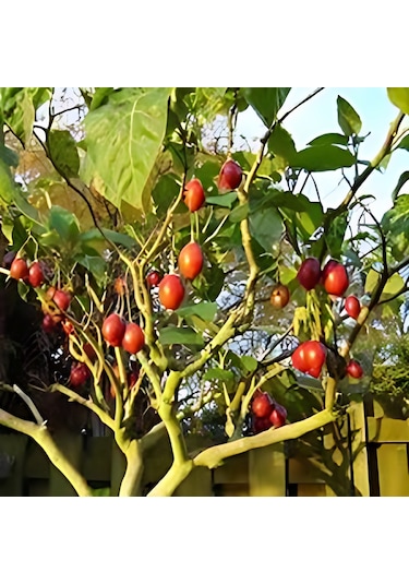 Tamarillo 70-100 Cm Tüplüdür