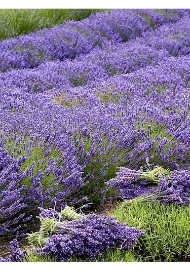 Aysenin Lavanta Yağı / Lavander Oil 15 ML